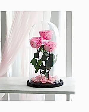 3 Pembe Solmayan Gül