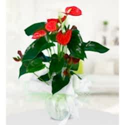 Saksı Antoryum Saksı Antoryum