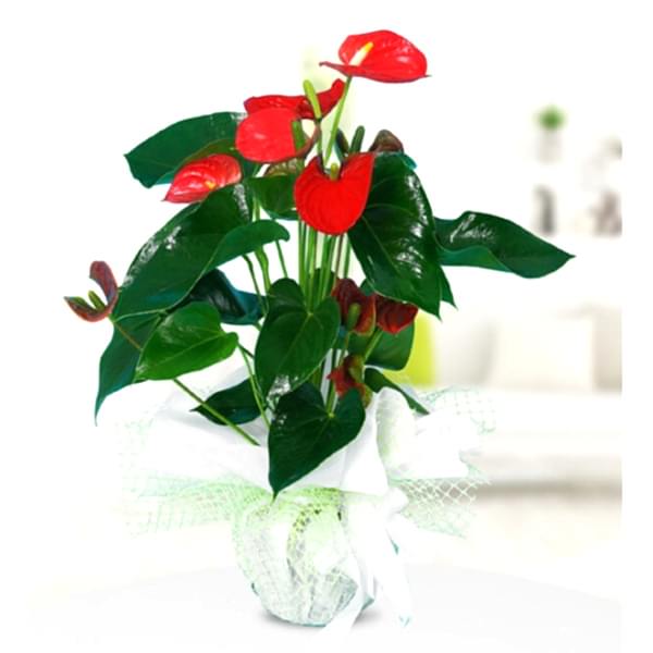 Saksı Antoryum Saksı Antoryum