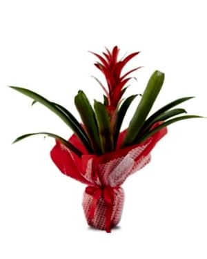 Kırmızı Guzmanya Saksı Çiçeği