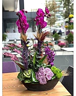 Mor Orkide