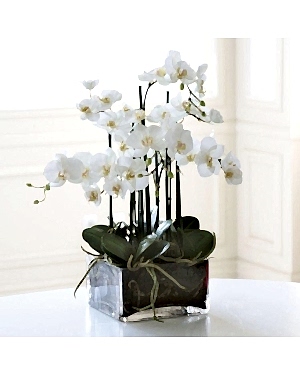 6 Dal Beyaz Orkide