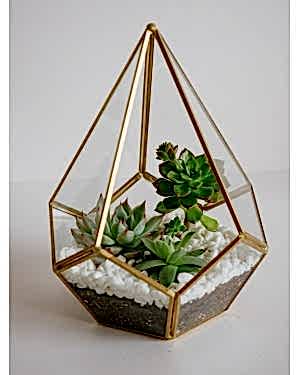Sukulent Teraryum