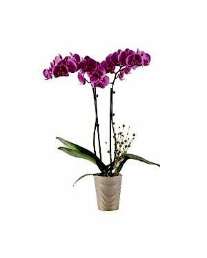 Hayal Adası 2 Dal Mor Orkide