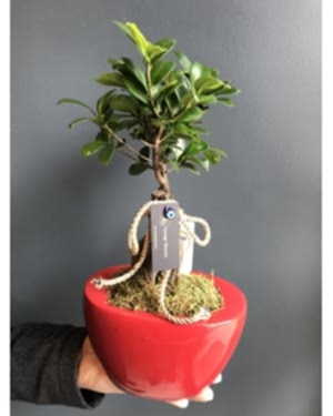Ginseng Bonsai