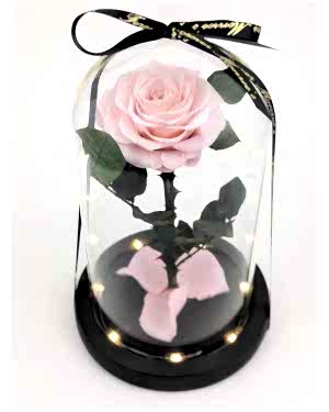 Solmayan Gül Işıklı