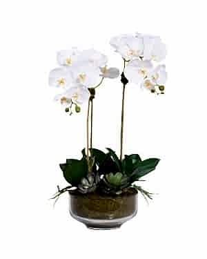 2 Dal Beyaz Orkide