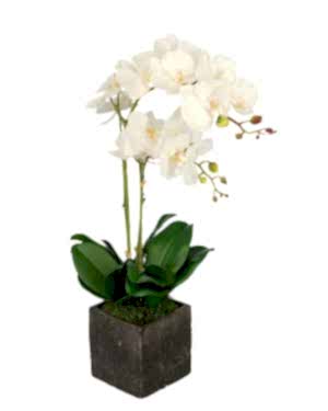 2 Dal Orkide Çiçeği