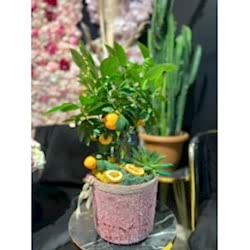 Mini Mandalina Ağacı Mini Mandalina Ağacı