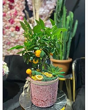 Mini Mandalina Ağacı