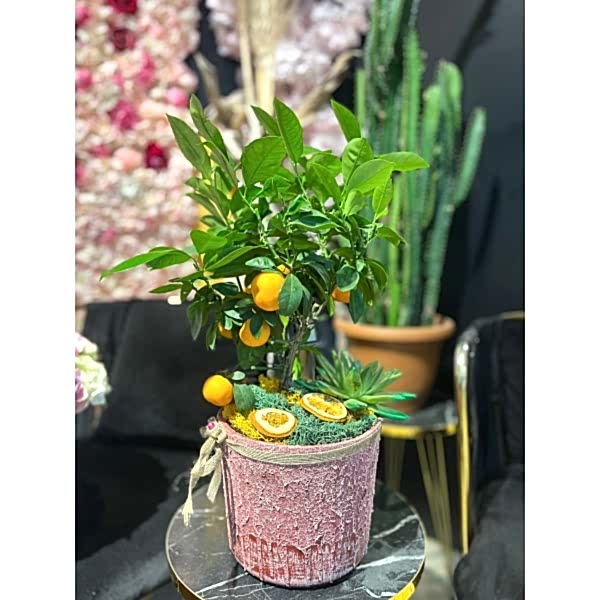 Mini Mandalina Ağacı Mini Mandalina Ağacı