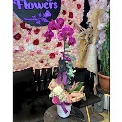 Tekli Mor Orkide Tekli Mor Orkide