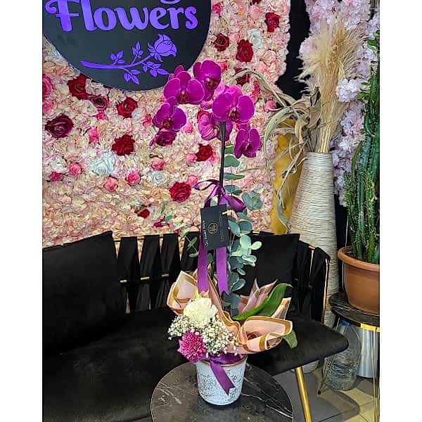 Tekli Mor Orkide Tekli Mor Orkide