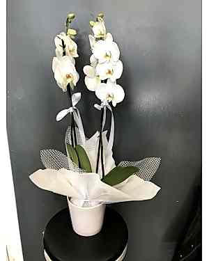 Çift Dal Beyaz Orkide